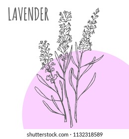 Lavender vector sketch botanical herb spice for aroma essential oil or herbal tea package