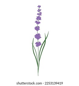 Ilustración de las existencias vectoriales de lavanda. Un ramo de flores de lila. El marco redondo era de brotes morados. Diablos de Lilac.