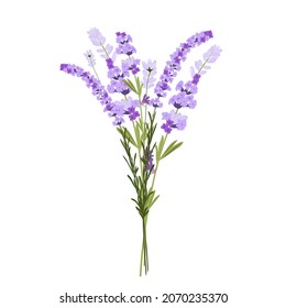 Lavender vector stock illustration. Purple flowers. A delicate bouquet for a wedding invitation. Fragrant herbs of Provence. Isolated on a white background.