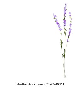 Ilustración de las existencias vectoriales de lavanda. Flores moradas. Un delicado ramo para una invitación a la boda. Hierbas aromáticas de Provenza. Aislado sobre un fondo blanco.