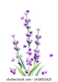Lavender Vector watercolor card isolated Summer floral bouquet