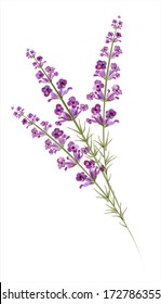 Lavender. Watercolor drawing. Vector