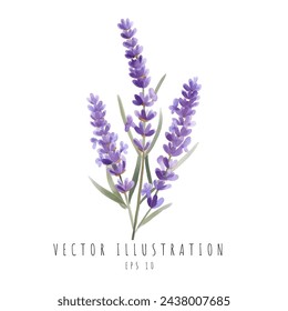 Flores de acuarela de lavanda natural aislado sobre fondo blanco. Ilustración de vector