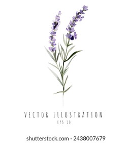 Acuarela de lavanda aislada sobre fondo blanco. Ilustración de vector