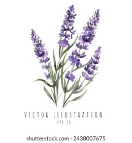 Estilo de acuarela de lavanda aislado sobre fondo blanco. Ilustración de vector