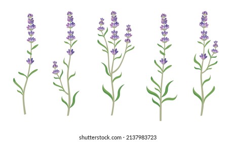 Lavender In Watercolor Style Vector Illustrations Set. Beautiful Purple Flower, Lavendar Or Lavander Isolated On White Background. Plants, Botany, Decoration Concept For Greeting Cards Or Postcards