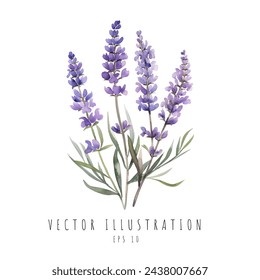 Acuarela de lavanda para invitación de boda aislada sobre fondo blanco. Ilustración de vector