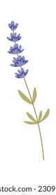 Flores Silvestres De Lavanda Con Ilustración Del Vector De Hojas