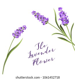 The lavender wreath with bouquet of flowers and text. Lavender blossom for marriage invitation. Frame with lavender flowers. Vector illustration.