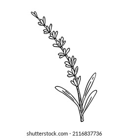 Lavender,doodle hand drawn sketch,line art.Botanical floral decoration.Botanical flower decoration,french field flower,natural organic product,herb.Design for medicine,aromatherapy,tea ceremony.Vector