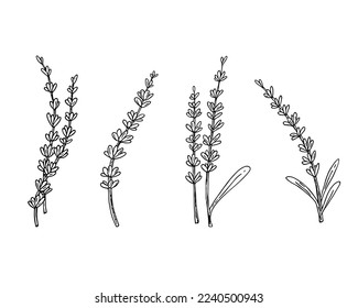 Lavanda, boceto dibujado a mano con doodle, arte de la línea.Decoración floral botánica.Decoración de flores botánicas, flor de campo francesa, producto orgánico natural,hierba.Diseño para medicina, aromaterapia,ceremonia de té.Vector