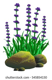 Lavenders in the garden illustration