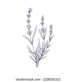 Lavanders, flores de lavanda delineadas. Los lavendares de la Provenza francesa están decorados con un estilo vintage. Planta de lavandula de campo cerrado. Ilustración vectorial de forma estampada a mano con flores botánicas aislada sobre fondo blanco