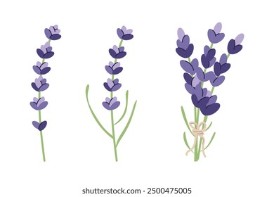 Lavenders, Provence flowers set, floral herbs with with purple flowers, simple flat lavender collection