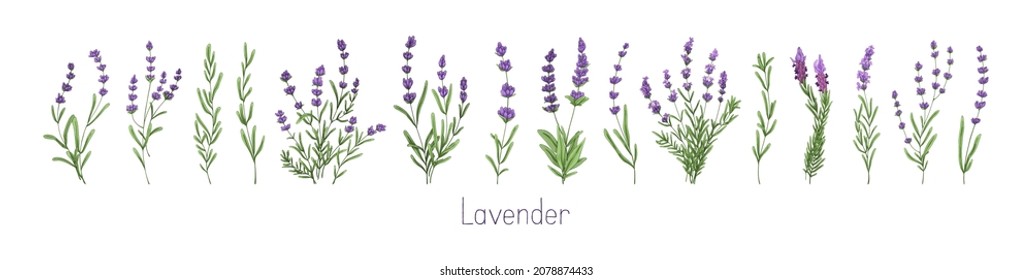 Lavenders, Provence flowers set. French floral herbs with purple and violet blooms. Colored botanical collection of wild field Lavandula drawings. Vector illustration isolated on white background