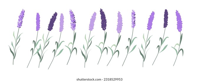 Lavenders, Provence flowers set. French floral herbs. Colored botanical collection. Vector illustration isolated on white background