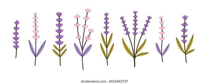 Lavanda, conjunto de flores de Provenza. Hierbas florales francesas con flores rosas y violetas. Colección plana simple de Lavandula