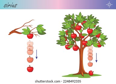 Law of gravity - Newton