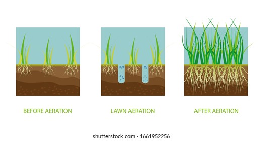 Lawn aeration. Process of aeration before and after, lawn grass care service, gardening and landscape design.  Gardening grass lawn care, landscaping service. Vector illustration