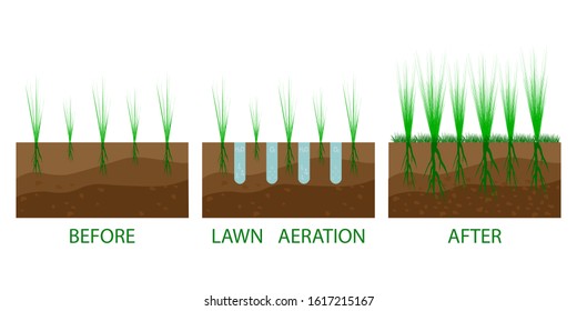 Lawn aeration process steps - before and after. Lawn aeration. Gardening grass lawncare, landscaping service. Vector isolated on white background