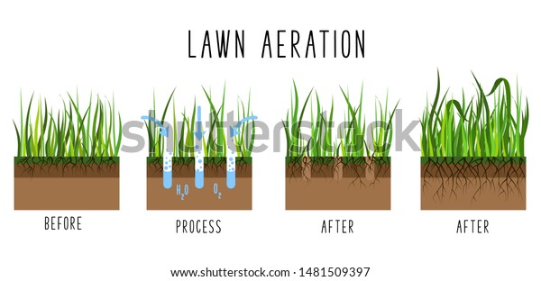 Lawn Aeration Process Steps Before After Stock Vector (Royalty Free ...