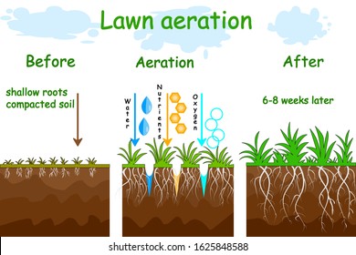 Lawn aeration stage illustration. Before and after aeration. Gardening grass lawncare, landscaping, lawn grass care service. Illustration for article, infographics or instruction. Stock vector - Shutterstock ID 1625848588