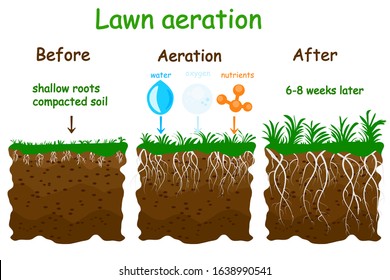 Lawn aeration stage illustration. Before and after aeration. Gardening grass lawncare, landscaping, lawn grass care service. Illustration for article, infographics or instruction. Stock vector