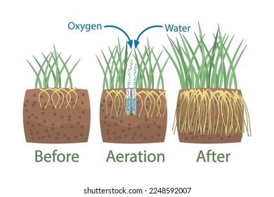 Lawn aeration stage illustration. Before and after aeration. Gardening grass lawn care, landscaping, lawn grass care service. Illustration for article, infographics or instruction. Vector illustration