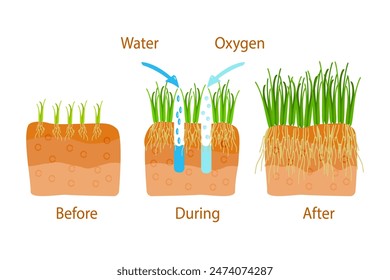 Lawn aeration stage illustration. Before and after aeration. Gardening grass lawn care, landscaping, lawn grass care service. Illustration for article, infographics or instruction. Vector illustration