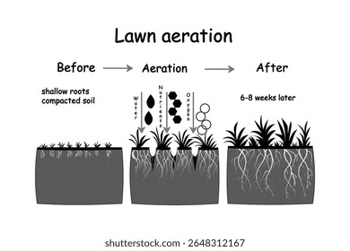 Lawn aeration stage illustration. Before and after aeration. Gardening grass lawn care, landscaping, lawn grass care service. Illustration for article, infographics or instruction. Vector illustration