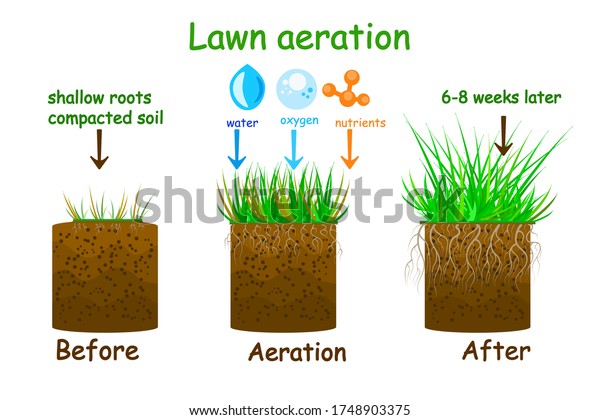 Lawn Aeration Stage Illustration Before After Stock Vector (Royalty ...