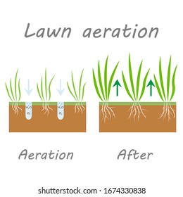 Lawn aeration stage illustration, lawn grass. Before and after stage vector, process of aeration isolated on white background