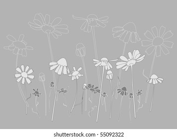 Lawn of daisy
