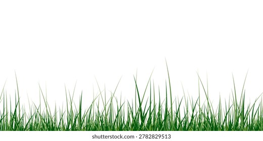 Lawn, Grass, Meadow, Nature, Vector Fresh Summer Field Border for Eco Landscape Illustration
