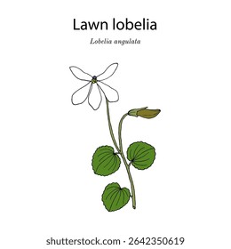 Lawn lobelia, or panakenake (Lobelia angulata), edible and ornamental plant. Hand drawn botanical vector illustration