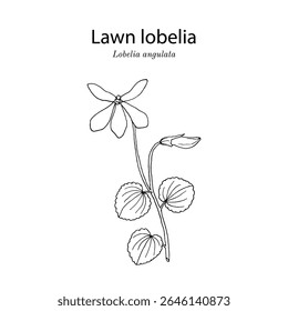 Lobelia do gramado, ou panakenake (Lobelia angulata), planta comestível e ornamental. Ilustração vetorial botânica desenhada à mão