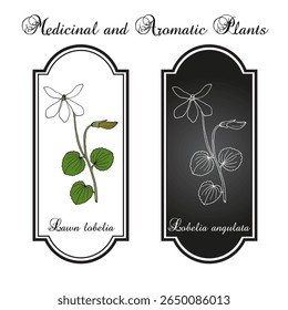 Lobelia do gramado, ou panakenake (Lobelia angulata), planta comestível e ornamental. Ilustração vetorial botânica desenhada à mão