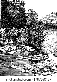 Lawn pond is a beautiful watery space filled with aquatic plants and flowers, vintage line drawing or engraving illustration.