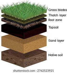 Lawn soil profile cross-section. 6 layers of turf anatomy: grass, thatch, root zone, topsoil, sand and native soil