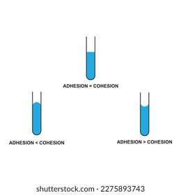 Laws of physics adhesion and cohesion of water in physic, capillary action of liquid due to surface tension and intermolecular force of attractions for the physics lesson. vector illustration design 