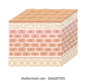 Layer of damaged skin illustration (no text)