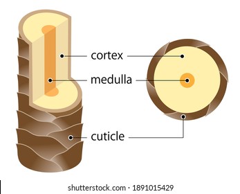 Layer Of Hair Structure. The Hair Shaft Consists Of Cortex,cuticle, And Medulla. Hair Care And Beauty Concept