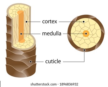 layer of hair structure. The hair shaft consists of cortex,cuticle, and medulla. Hair care and beauty concept