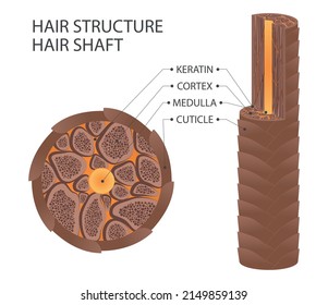 Layer of hair structure. Hair shaft: cortex, cuticle, and medulla. Vector illustration.