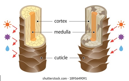 layer of healthy and damaged hair structure. The hair shaft consists of cortex,cuticle, and medulla.hair care and beauty concept
