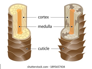layer of healthy and damaged hair structure. The hair shaft consists of cortex,cuticle, and medulla.hair care and beauty concept
