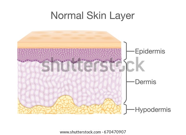 Layer of Healthy\
Human Skin in vector style and components information. Illustration\
about medical diagram.