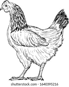 A Layer Hen. Hand Drawn Vector Illustration.