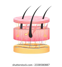 Layer of the human anatomy skin. Dermis epidermis adipose layers, hypodermis tissue, fat cells and muscle. Skin health care concept medical diagram biological infographic. Isolated 3D vector.