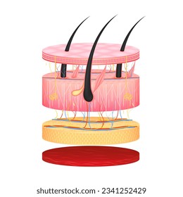 Layer of the human anatomy skin. Dermis epidermis adipose layers, hypodermis tissue, fat cells and muscle. Skin health care concept medical diagram biological infographic. Isolated 3D vector.